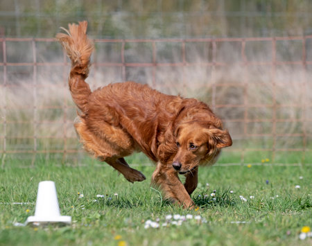 dog training for obedience discipline with a golden retrieverの写真素材