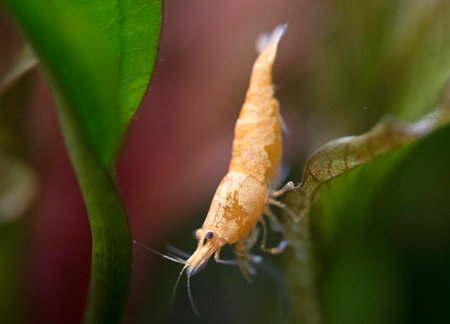 neocaridina davidi in front of white background