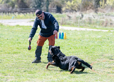 dog training for obedience discipline with a rottweilerの写真素材