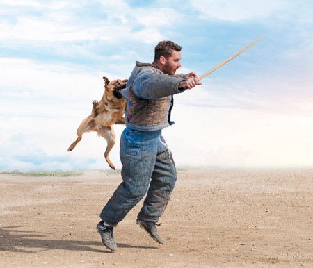 young belgian shepherd training in the natureの写真素材