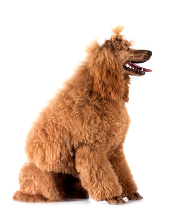 standard poodle in front of white backgroundの写真素材