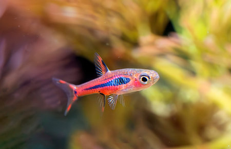 Boraras brigittae in front of aquarium background