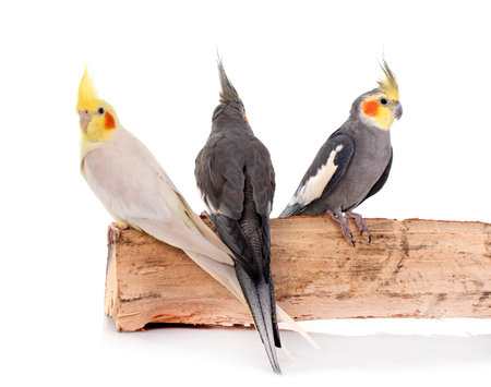 young Cockatiel in front of white backgroundの写真素材
