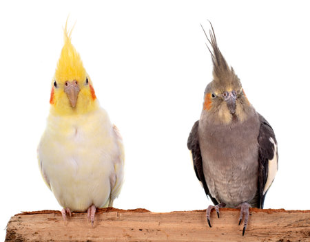 young Cockatiel in front of white backgroundの写真素材