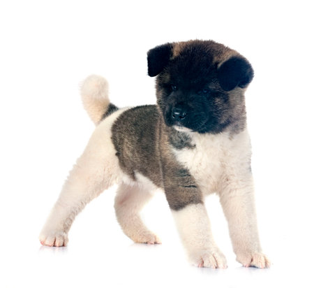 puppy amerikan akita in front of white backgroundの写真素材