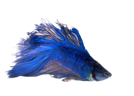 Siamese fighting fish in front of white backgroundの写真素材