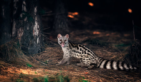 Common genet in front of white backgroundの素材