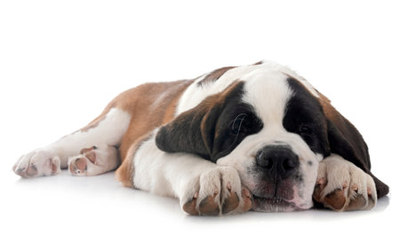 puppy saint bernard in front of white backgroundの写真素材