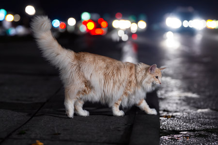 Norwegian Forest cat in front of city backgroundの素材