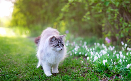 young Burmese cat with blue eyes in natureの素材