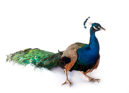 indian peafowl in front of white backgroundの写真素材