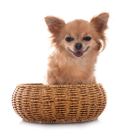 little chihuahua in front of white backgroundの写真素材