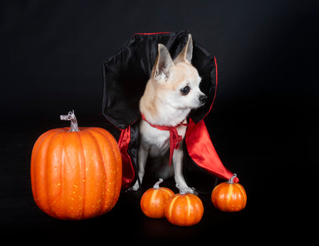 little chihuahua in front of black backgroundの写真素材