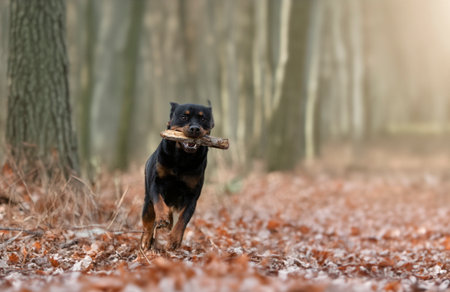 young rottweiler playing in the nature in forestの素材