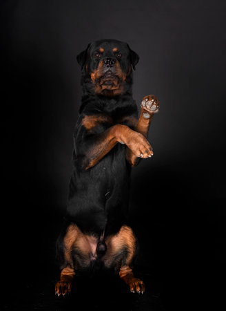 purebred rottweiler in front of white backgroundの写真素材