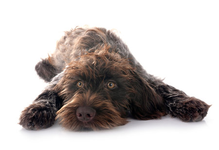 Wirehaired Pointing Griffon in front of white background