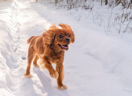 cavalier king charles in front of nature backgroundの素材