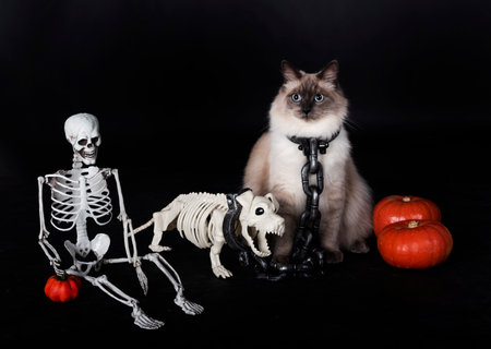siberian cat and halloween in front of black backgroundの写真素材