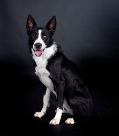 puppy border collie in front of black, backgroundの写真素材