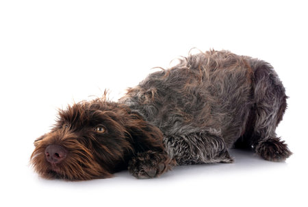 Wirehaired Pointing Griffon in front of white background