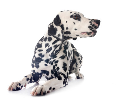 puppy dalmatian in front of white backgroundの写真素材
