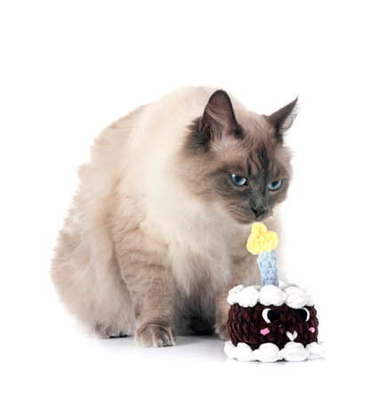 siberian cat in front of white backgroundの写真素材