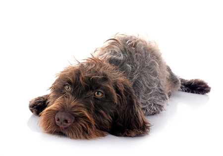 Wirehaired Pointing Griffon in front of white background