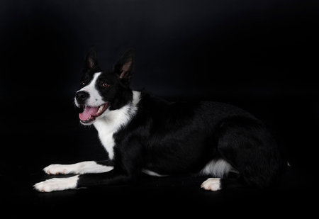puppy border collie in front of black backgroundの写真素材