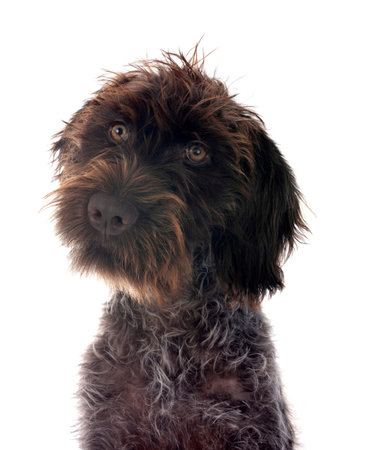 Wirehaired Pointing Griffon in front of white background