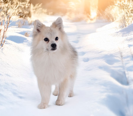 Japanese Spitz in front of white backgroundの素材