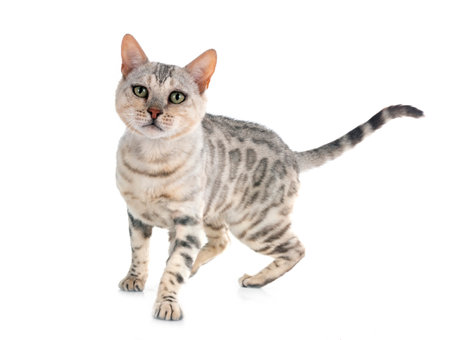 bengal cat in front of white backgroundの写真素材