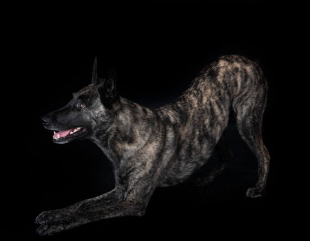 Dutch Shepherd in front of white backgroundの写真素材