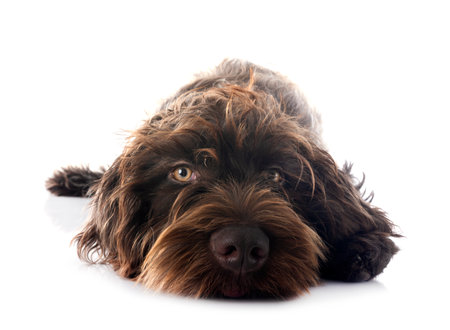 Wirehaired Pointing Griffon in front of white backgroundの写真素材