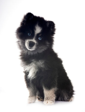 picture of a pomsky in front of white backgroundの写真素材