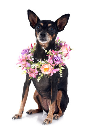 miniature pinscher in front of white backgroundの写真素材