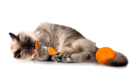 siberian cat in front of white backgroundの写真素材