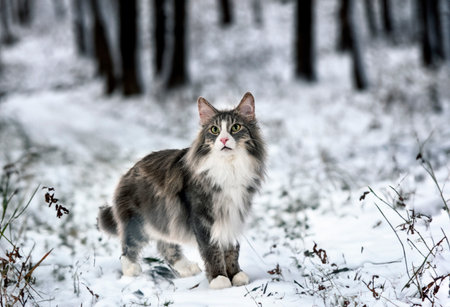 Norwegian Forest cat in front of white backgroundの素材