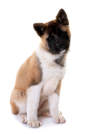 amerikan akita in front of white backgroundの写真素材