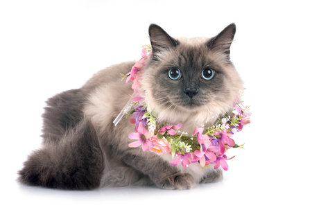 siberian cat in front of white backgroundの写真素材