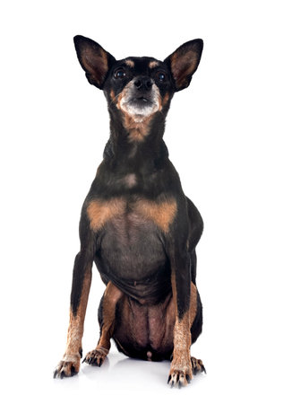 miniature pinscher in front of white backgroundの写真素材