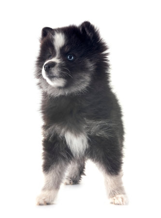 picture of a pomsky in front of white backgroundの写真素材