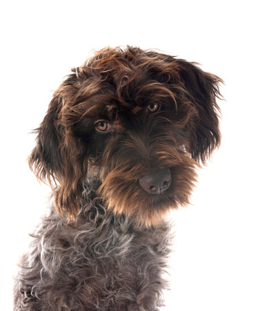 Wirehaired Pointing Griffon in front of white backgroundの写真素材