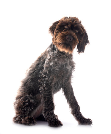 Wirehaired Pointing Griffon in front of white backgroundの写真素材