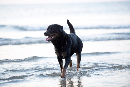 purebred rottweiler playing on the sand and in the seaの写真素材