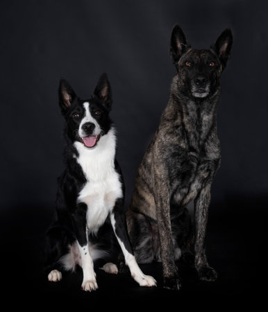 Dutch Shepherd and border collie in front of white backgroundの写真素材