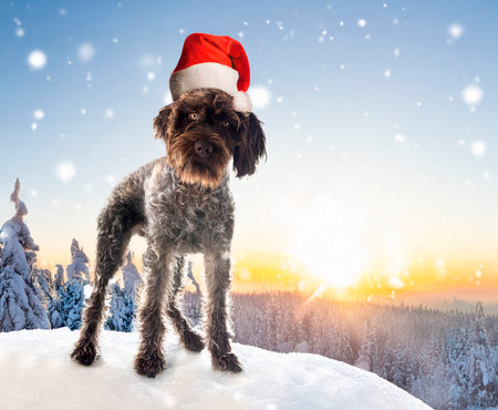 Wirehaired Pointing Griffon in front of white backgroundの素材