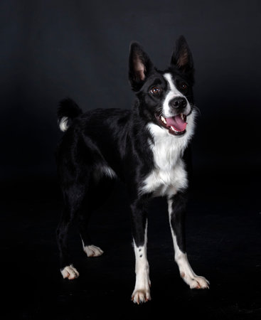puppy border collie in front of black backgroundの写真素材