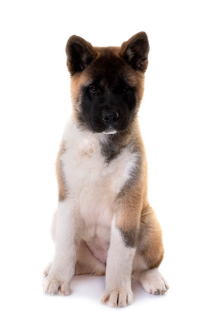 amerikan akita in front of white backgroundの写真素材