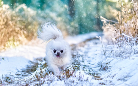 white chihuahua walking in the snowの素材