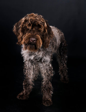 Wirehaired Pointing Griffon in front of black backgroundの写真素材